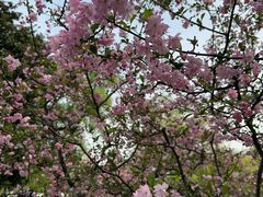 -上海共青森林公园