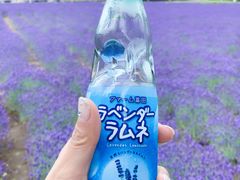 -富田农场