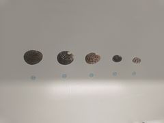 -青岛贝壳博物馆
