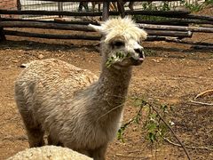 -清风小镇闯关东影视基地