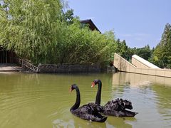 -东平国家森林公园
