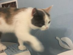 -喵的天空名猫咖啡馆·撸猫·猫舍·用品