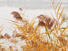 -野鸭湖国家湿地公园