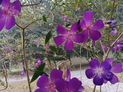 -中国科学院西双版纳热带植物园