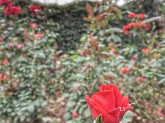 -东莞植物园