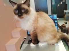 -猫儿山۰猫主题餐厅