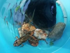 -碓臼峪自然风景区