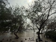 -宝安西湾红树林湿地公园