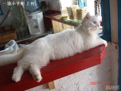 -Babycat私家御饼屋(龙头路一店)