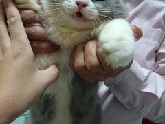 -lincat·猫舍(广州店)