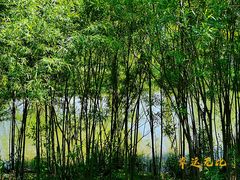-东郊湿地公园