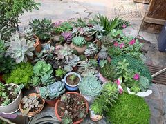 -双廊杨记石锅鱼石锅牛肉