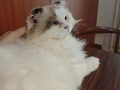 -楼上猫咖(罗湖店)