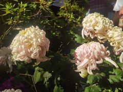 -杭州植物园