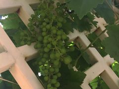 -北京张裕爱斐堡酒庄