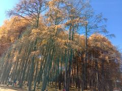 -硗碛藏寨·神木垒景区