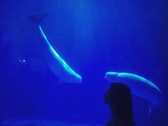 -多彩贵州城极地海洋世界