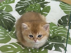 -青奢宠物·青奢猫舍