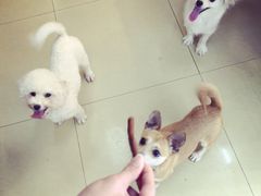 -小呆的宠物店·宠物售卖·宠物寄养(城西店)