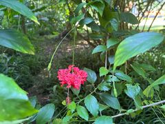 -中国科学院西双版纳热带植物园