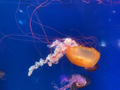 -南昌融创海世界