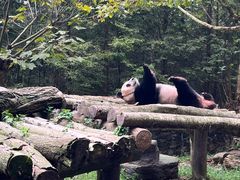 -都江堰中华大熊猫苑