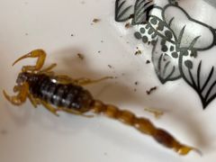 -老张烤羊(王哥庄店)