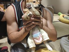 -逗柴咖啡屋·狗咖猫咖宠物桌游
