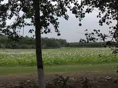 -东郊湿地公园