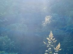 -东天目山风景区