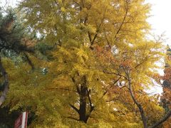 -中国人民大学-博物馆