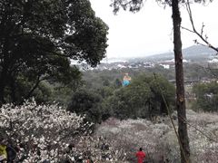 -香雪海