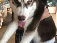 -Husky Go! 哈士奇体验馆·宠物咖啡厅狗咖