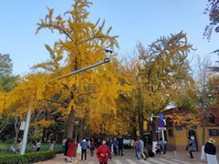 -八大关景区