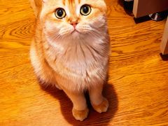 -欣宠猫屋·矮脚拿破仑·蓝金金渐层