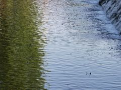 -荣德灶台鱼(圣泉寺店)