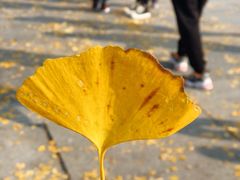 -百林公园-两江幸福广场