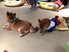 -逗柴咖啡屋·狗咖猫咖宠物桌游