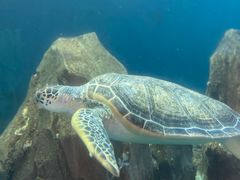 -广东惠东海龟国家级自然保护区