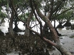 -宝安西湾红树林湿地公园