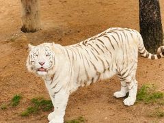 -西霞口神雕山野生动物世界