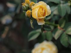 -人民公园(罗湖区)