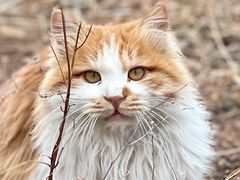 -北京西山国家森林公园