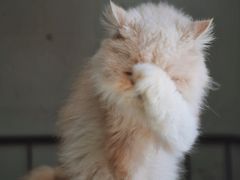 -豆逗聊愈猫阁Easy Life