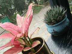 -爸爸糖吐司面包(南京奥体店)