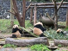 -都江堰中华大熊猫苑