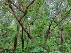 -北京西山国家森林公园