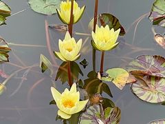 -国家植物园南园