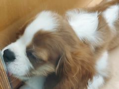 -帕帕拉兹宠物(亚洲旗舰店)