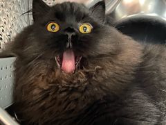 -momokira米努特·德文卷毛猫·棉花面纱犬